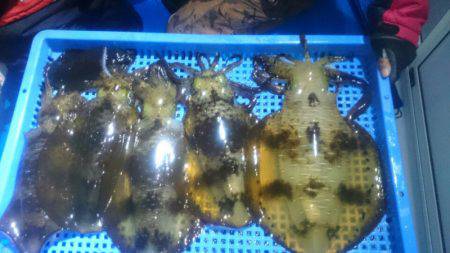 第三共栄丸 釣果