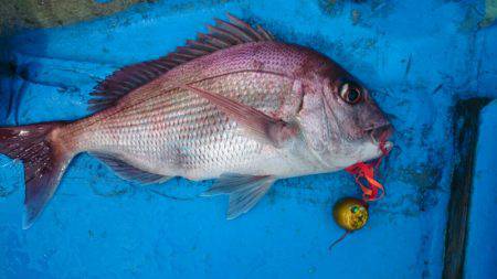 だて丸 釣果
