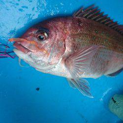だて丸 釣果