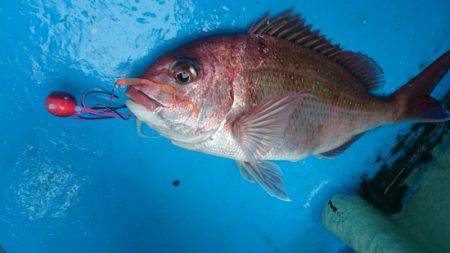 だて丸 釣果