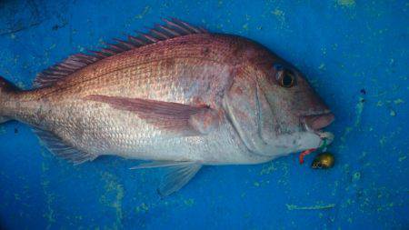 だて丸 釣果
