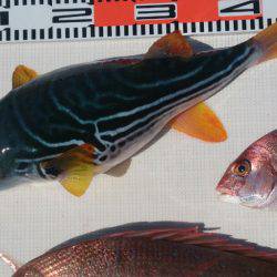 遊漁船 家入 釣果