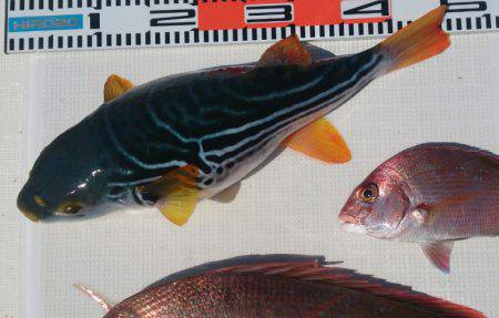 遊漁船 家入 釣果