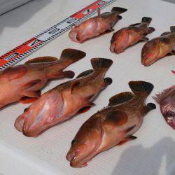 遊漁船 家入 釣果