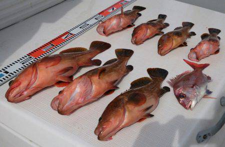 遊漁船 家入 釣果