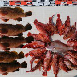 遊漁船 家入 釣果