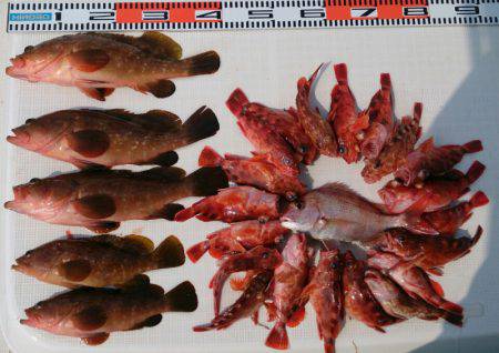 遊漁船 家入 釣果