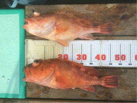 和栄丸 釣果