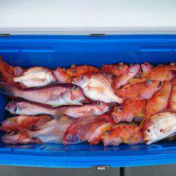 エンペラー 釣果