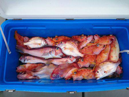 エンペラー 釣果