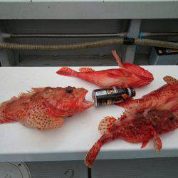 エンペラー 釣果