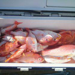 エンペラー 釣果