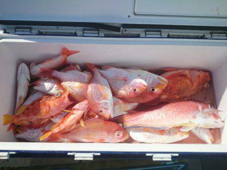 エンペラー 釣果