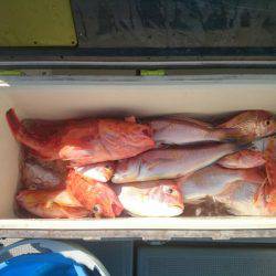 エンペラー 釣果