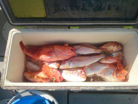 エンペラー 釣果