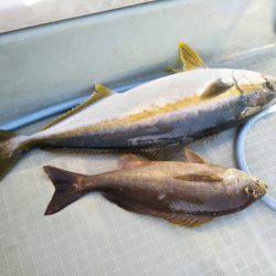 アマテラス 釣果