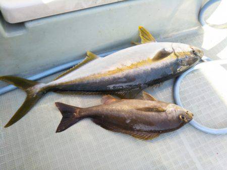 アマテラス 釣果