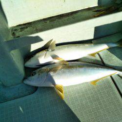 アマテラス 釣果