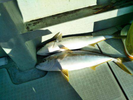 アマテラス 釣果