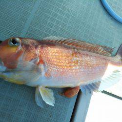 アマテラス 釣果