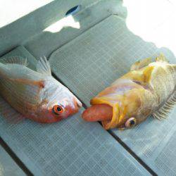 アマテラス 釣果