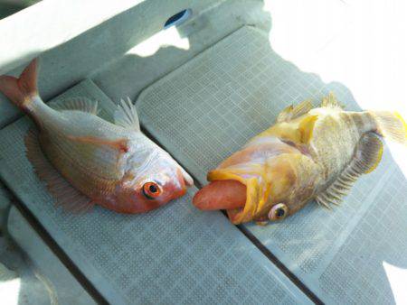 アマテラス 釣果