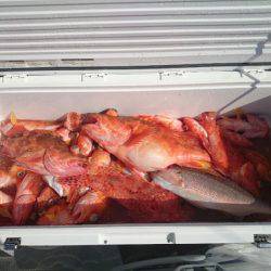 エンペラー 釣果