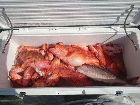 エンペラー 釣果