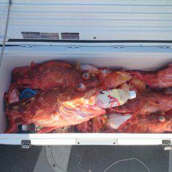 エンペラー 釣果