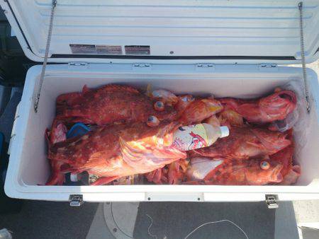 エンペラー 釣果