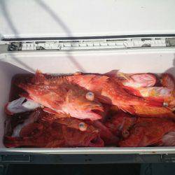 エンペラー 釣果