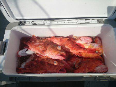 エンペラー 釣果