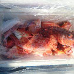 エンペラー 釣果