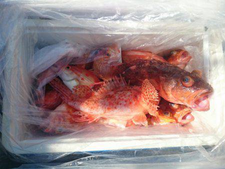 エンペラー 釣果