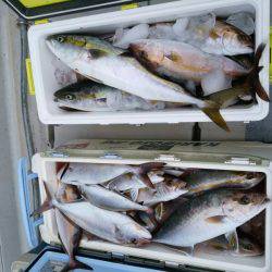 ありもと丸 釣果