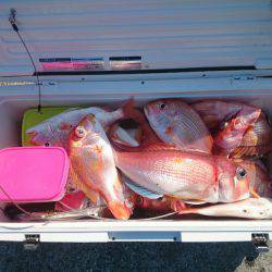 エンペラー 釣果