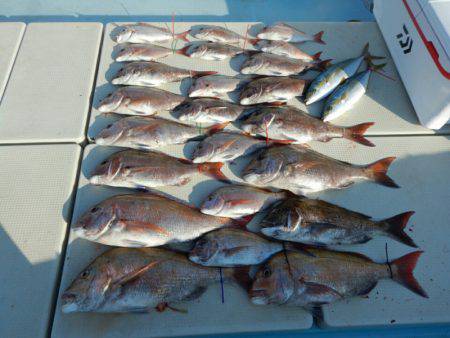 きずなまりん 釣果