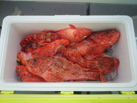 エンペラー 釣果