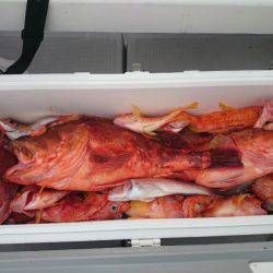 エンペラー 釣果