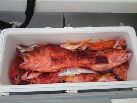 エンペラー 釣果