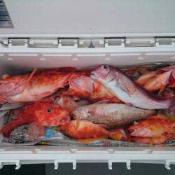 エンペラー 釣果