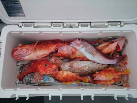 エンペラー 釣果