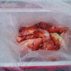 エンペラー 釣果