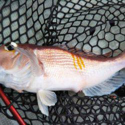 アマテラス 釣果