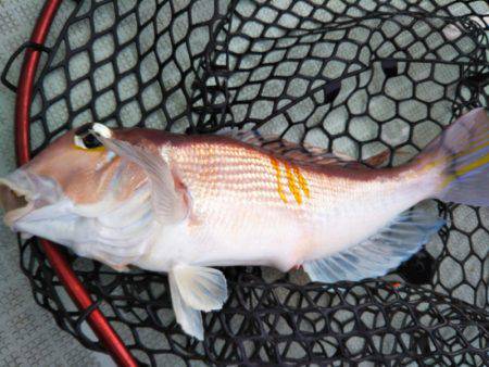 アマテラス 釣果