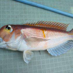 アマテラス 釣果