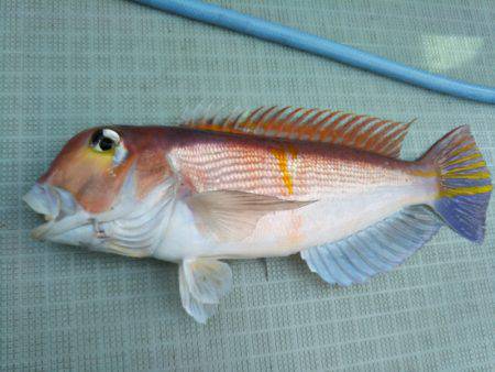 アマテラス 釣果