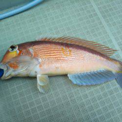 アマテラス 釣果