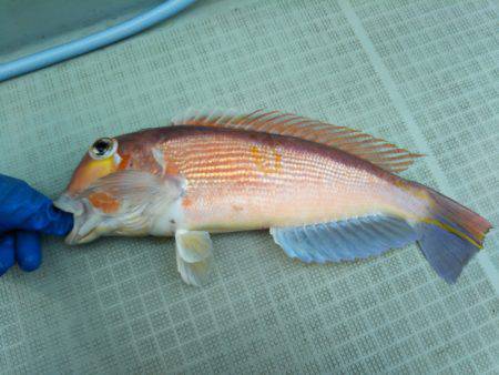 アマテラス 釣果