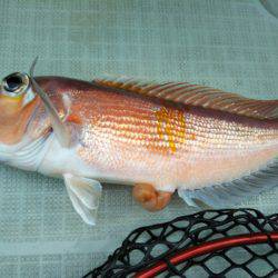 アマテラス 釣果